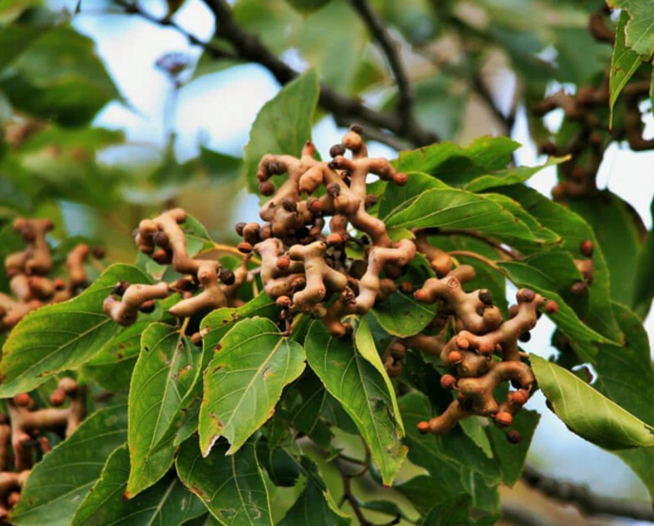 Screenshot 2025-12-11 at 12.18.19 AM.png__PID:c7a13289-b88c-4f64-a323-a4009382ca42